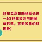 野生灵芝和断肠草长在一起(野生灵芝与断肠草共生，古老名贵药材现身)