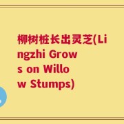 柳树桩长出灵芝(Lingzhi Grows on Willow Stumps)