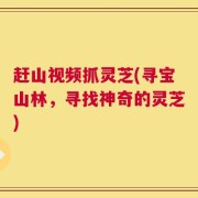 赶山视频抓灵芝(寻宝山林，寻找神奇的灵芝)