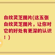 白纹灵芝图片(这五张白纹灵芝图片，让你对它的好处有更深的认识！)