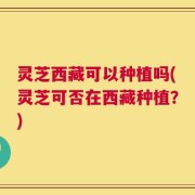 灵芝西藏可以种植吗(灵芝可否在西藏种植？)