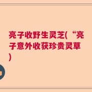 亮子收野生灵芝(“亮子意外收获珍贵灵草 )