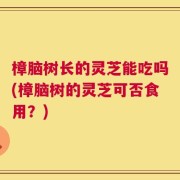 樟脑树长的灵芝能吃吗(樟脑树的灵芝可否食用？)