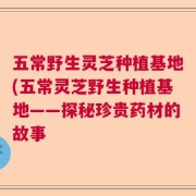 五常野生灵芝种植基地(五常灵芝野生种植基地——探秘珍贵药材的故事