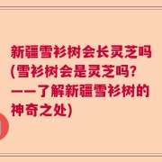 新疆雪衫树会长灵芝吗(雪衫树会是灵芝吗？——了解新疆雪衫树的神奇之处)