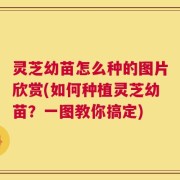 灵芝幼苗怎么种的图片欣赏(如何种植灵芝幼苗？一图教你搞定)