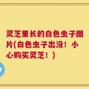 灵芝里长的白色虫子图片(白色虫子出没！小心购买灵芝！)