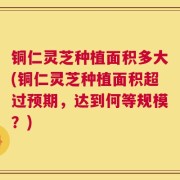 铜仁灵芝种植面积多大(铜仁灵芝种植面积超过预期，达到何等规模？)