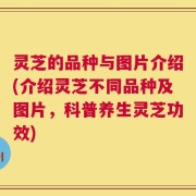 灵芝的品种与图片介绍(介绍灵芝不同品种及图片，科普养生灵芝功效)