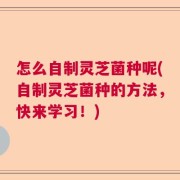 怎么自制灵芝菌种呢(自制灵芝菌种的方法，快来学习！)