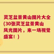 灵芝盆景黄山图片大全(30张灵芝盆景黄山风光图片，来一场视觉盛宴！)