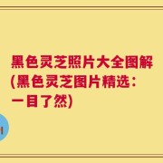 黑色灵芝照片大全图解(黑色灵芝图片精选：一目了然)