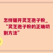 怎样锯开灵芝孢子粉_“灵芝孢子粉的正确切割方法”