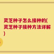 灵芝种子怎么接种的(灵芝种子接种方法详解)