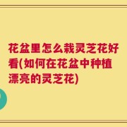 花盆里怎么栽灵芝花好看(如何在花盆中种植漂亮的灵芝花)