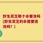 野生灵芝那个伞要洗吗(野生灵芝的伞需要清洗吗？)
