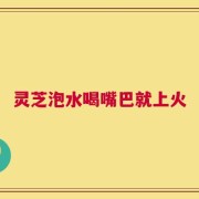 灵芝泡水喝嘴巴就上火