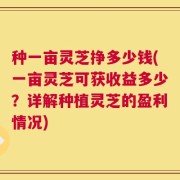种一亩灵芝挣多少钱(一亩灵芝可获收益多少？详解种植灵芝的盈利情况)