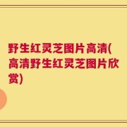 野生红灵芝图片高清(高清野生红灵芝图片欣赏)