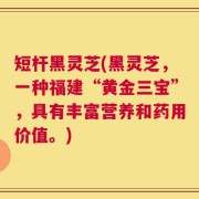 短杆黑灵芝(黑灵芝，一种福建“黄金三宝”，具有丰富营养和药用价值。)