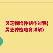 灵芝栽培种制作过程(灵芝种植培育详解)