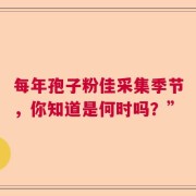 每年孢子粉佳采集季节，你知道是何时吗？”