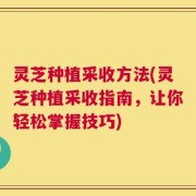灵芝种植采收方法(灵芝种植采收指南，让你轻松掌握技巧)