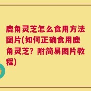 鹿角灵芝怎么食用方法图片(如何正确食用鹿角灵芝？附简易图片教程)