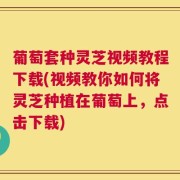 葡萄套种灵芝视频教程下载(视频教你如何将灵芝种植在葡萄上，点击下载)