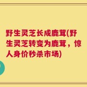 野生灵芝长成鹿茸(野生灵芝转变为鹿茸，惊人身价秒杀市场)