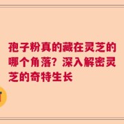 孢子粉真的藏在灵芝的哪个角落？深入解密灵芝的奇特生长