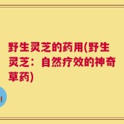 野生灵芝的药用(野生灵芝：自然疗效的神奇草药)