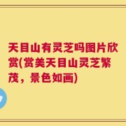 天目山有灵芝吗图片欣赏(赏美天目山灵芝繁茂，景色如画)