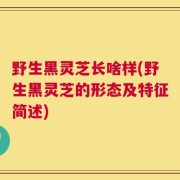 野生黑灵芝长啥样(野生黑灵芝的形态及特征简述)