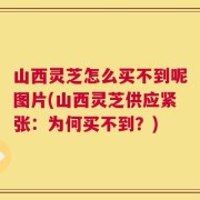 山西灵芝怎么买不到呢图片(山西灵芝供应紧张：为何买不到？)