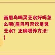 画眉鸟喝灵芝水好吗怎么喂(眉鸟可否饮用灵芝水？正确喂养方法！)