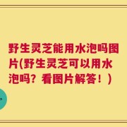 野生灵芝能用水泡吗图片(野生灵芝可以用水泡吗？看图片解答！)