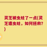 灵芝被虫蛀了一点(灵芝遭虫蛀，如何拯救？)