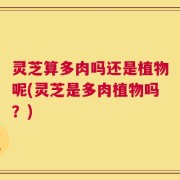 灵芝算多肉吗还是植物呢(灵芝是多肉植物吗？)