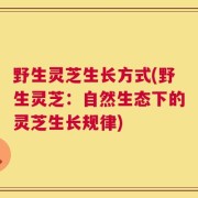野生灵芝生长方式(野生灵芝：自然生态下的灵芝生长规律)