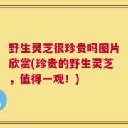 野生灵芝很珍贵吗图片欣赏(珍贵的野生灵芝，值得一观！)