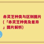 赤灵芝种类与区别图片(「赤灵芝种类及差异」图片解析)