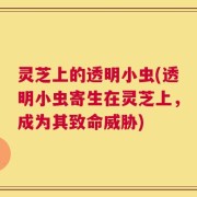 灵芝上的透明小虫(透明小虫寄生在灵芝上，成为其致命威胁)