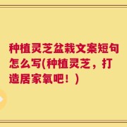 种植灵芝盆栽文案短句怎么写(种植灵芝，打造居家氧吧！)