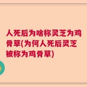 人死后为啥称灵芝为鸡骨草(为何人死后灵芝被称为鸡骨草)
