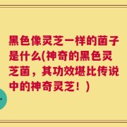 黑色像灵芝一样的菌子是什么(神奇的黑色灵芝菌，其功效堪比传说中的神奇灵芝！)