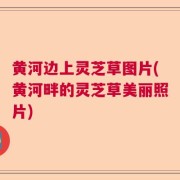 黄河边上灵芝草图片(黄河畔的灵芝草美丽照片)