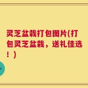 灵芝盆栽打包图片(打包灵芝盆栽，送礼佳选！)