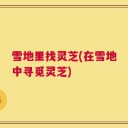 雪地里找灵芝(在雪地中寻觅灵芝)