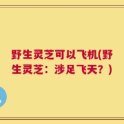 野生灵芝可以飞机(野生灵芝：涉足飞天？)